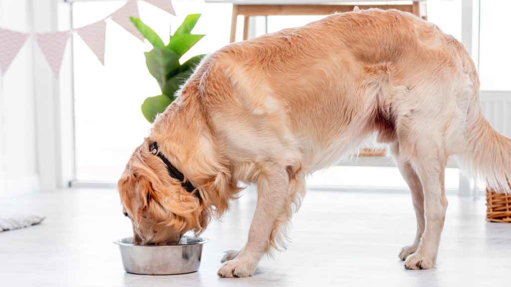 Common Human Foods That Are Unsafe for Dogs