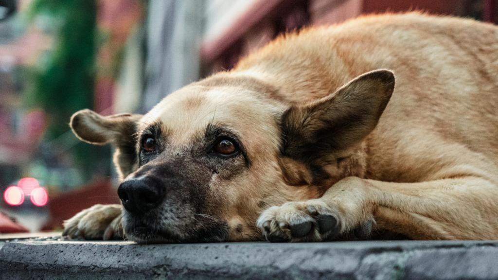 Common Causes of Dog Throwing Up White Foam