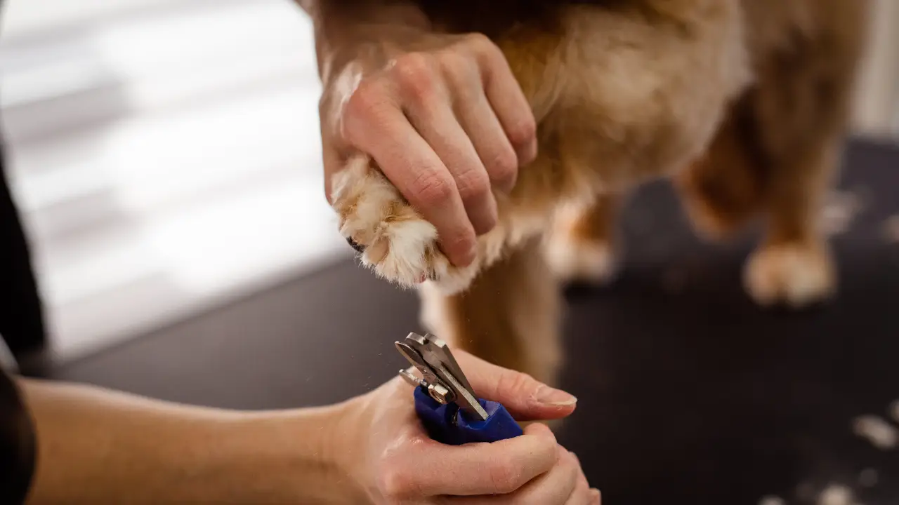 Why Wait After a Rabies Vaccine to Trim Your Dog’s Nails?