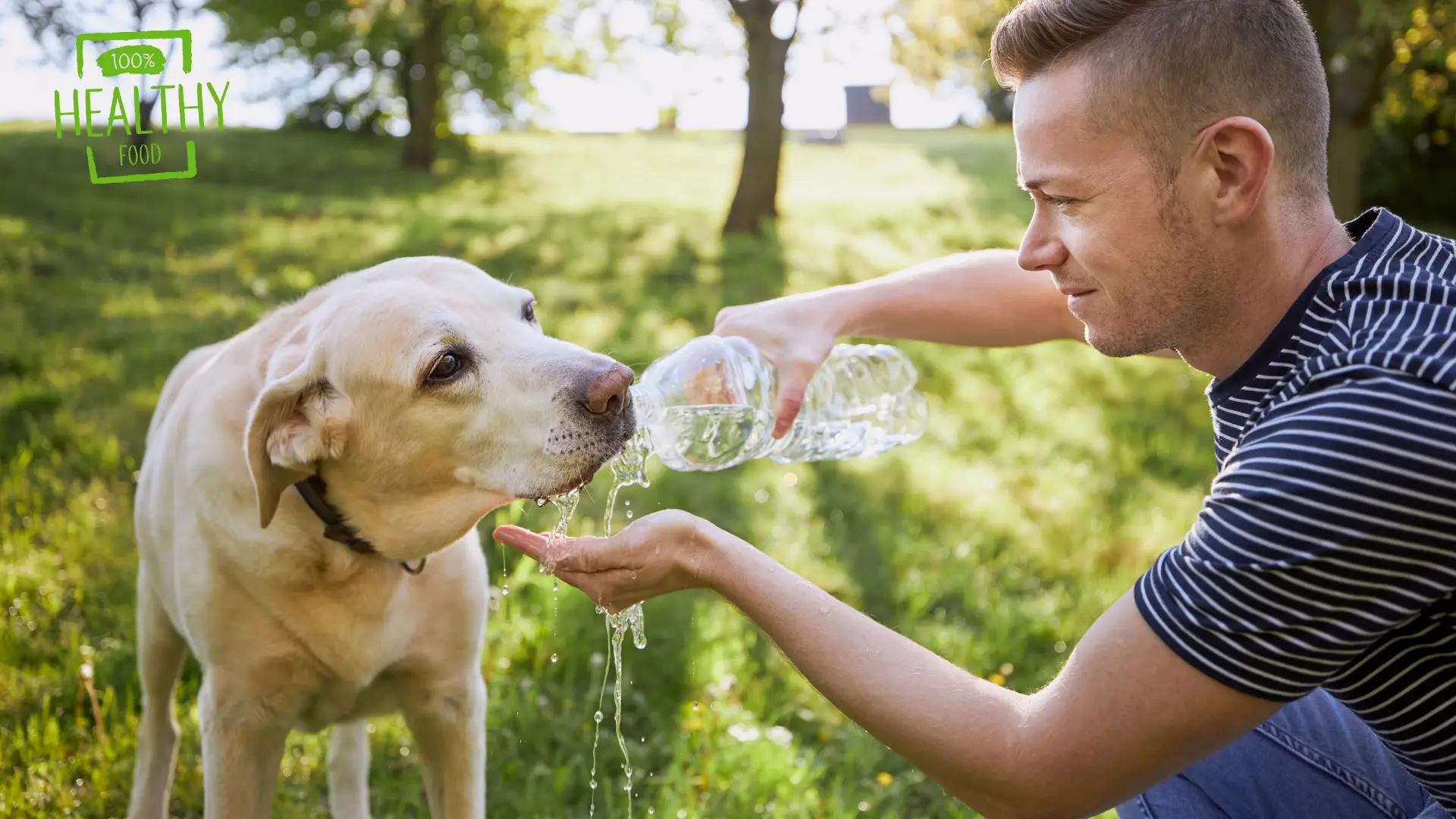 How to Get Your Dog to Drink More Water – FREE Guide