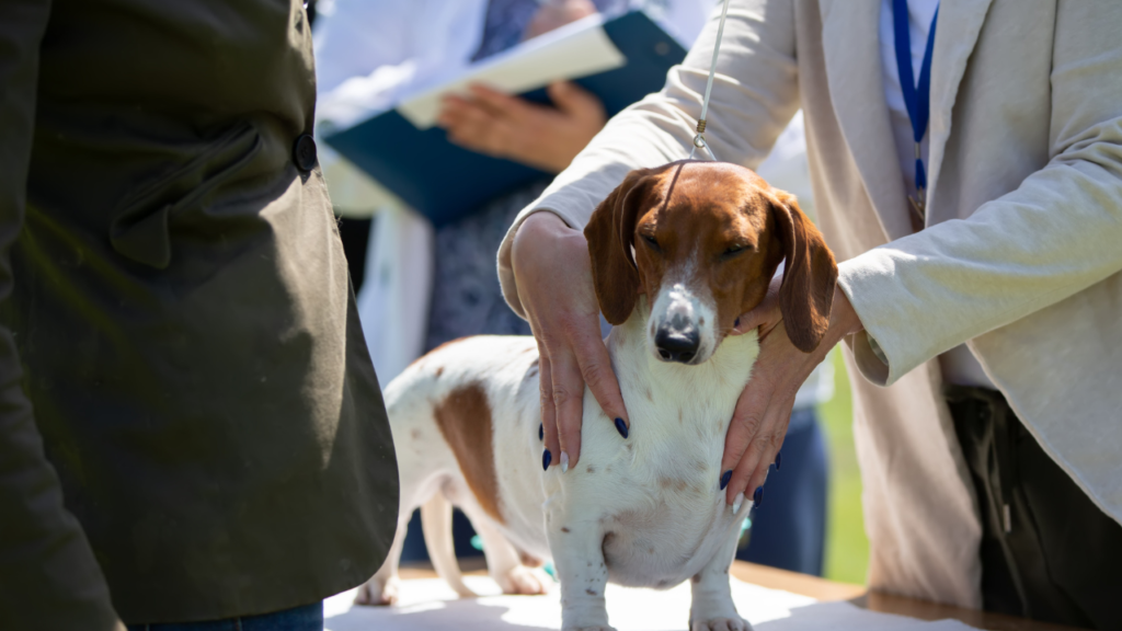 Expert Opinions on Feeding Spicy Foods to Dogs