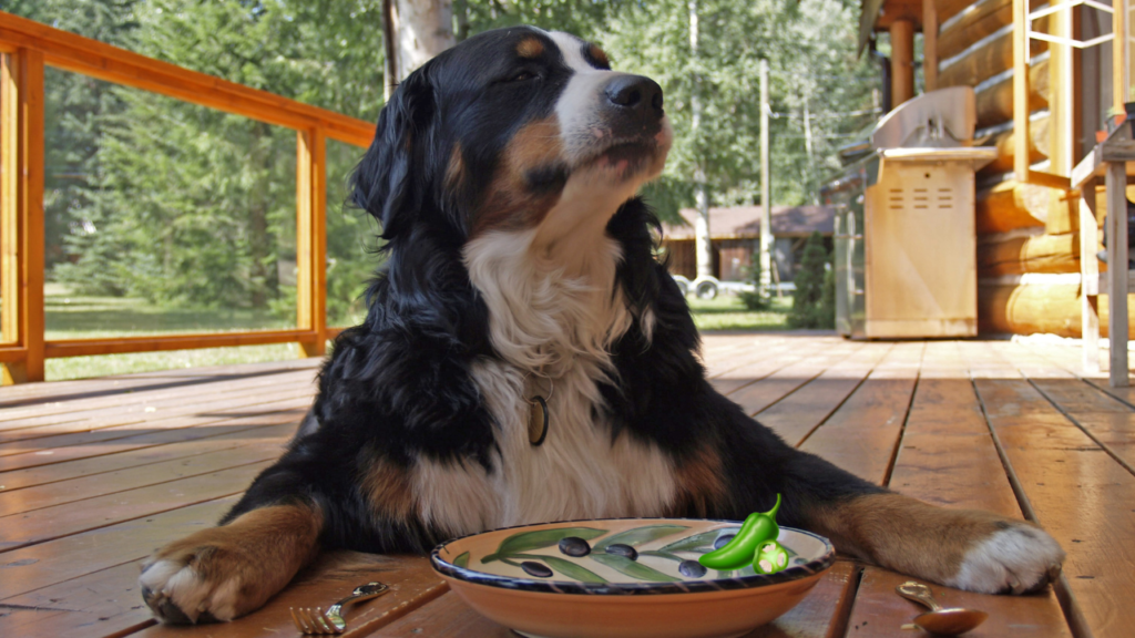 Can Dogs Eat Jalapenos?