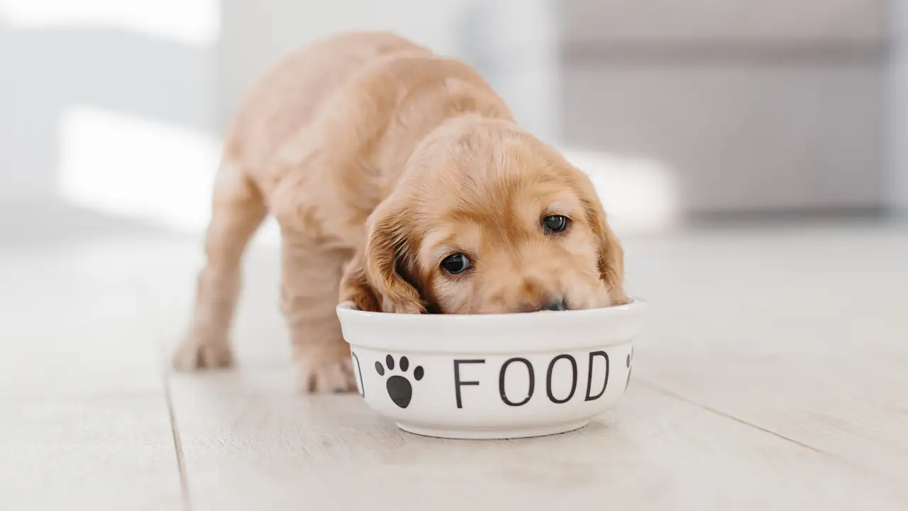 Is Pedigree a Good Dog Food? – Full FREE Guide