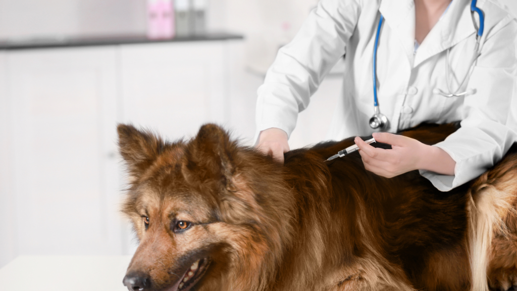 Which Veterinarians Offer Heartworm Injections for Dogs? A Complete Guide