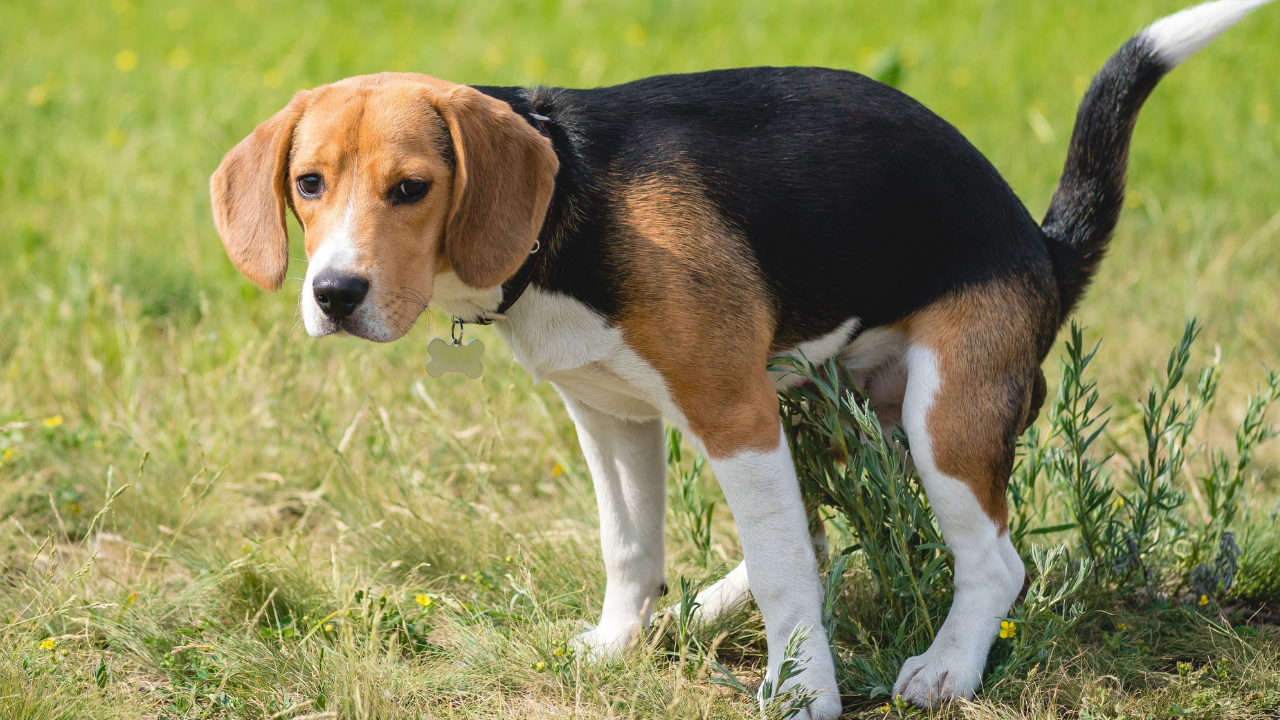 Why Won’t My Dog Poop on Wet Grass?