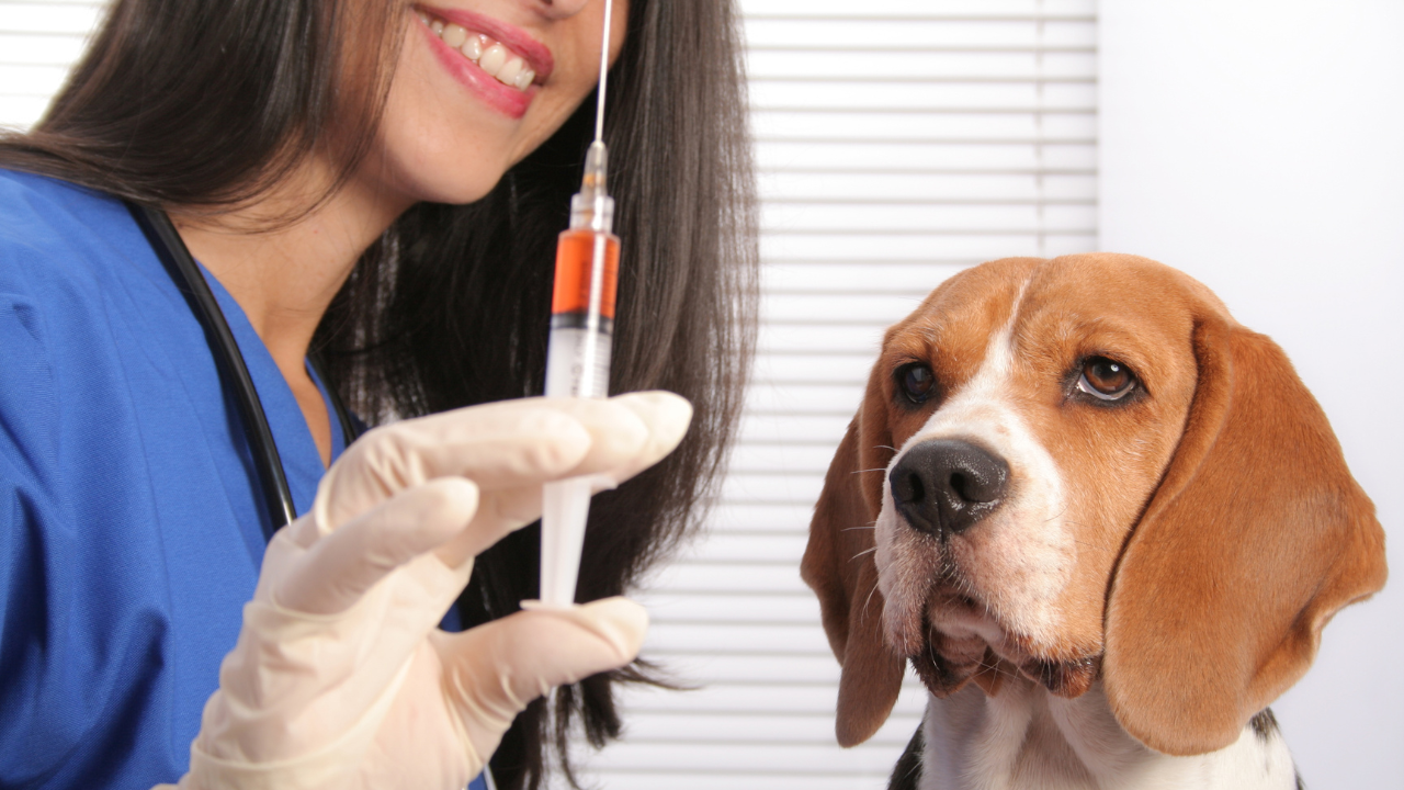 Can Dog Annual Vaccinations Be Done During Dental Cleaning?