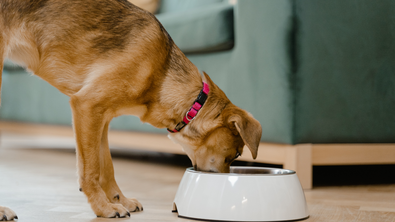 How Much Meat Tenderizer to Add to Dog Food? A Complete Guide