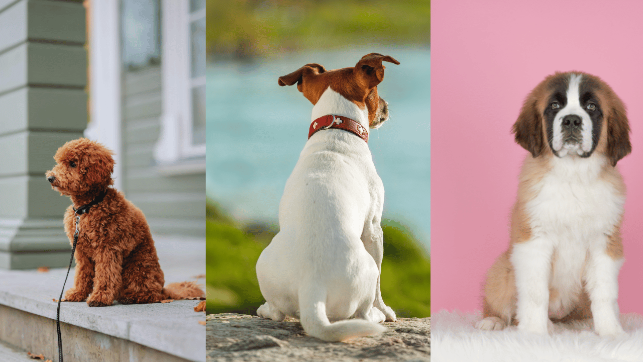 Is It Normal for a Dog to Sit Like a Human? Explained