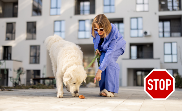 Meat Tenderizer to Stop Dogs from Eating Poop