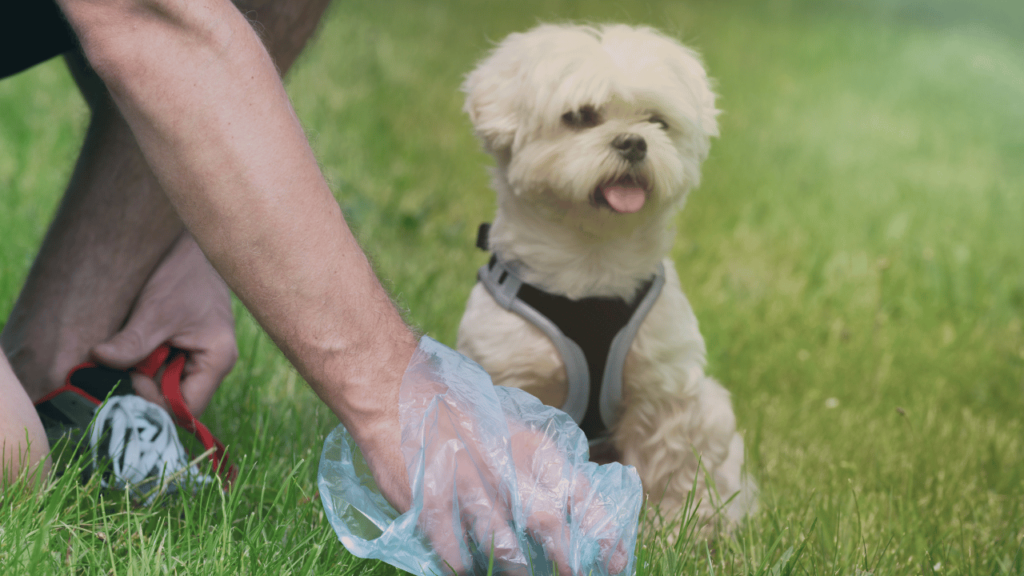 Stop Dogs from Eating Poop