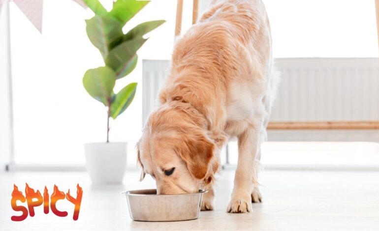 Can Dogs Eat Jalapeño Peppers? Expert Guide