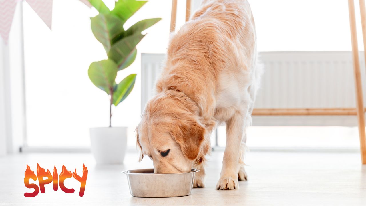 Can Dogs Eat Jalapeño Peppers? Expert Guide