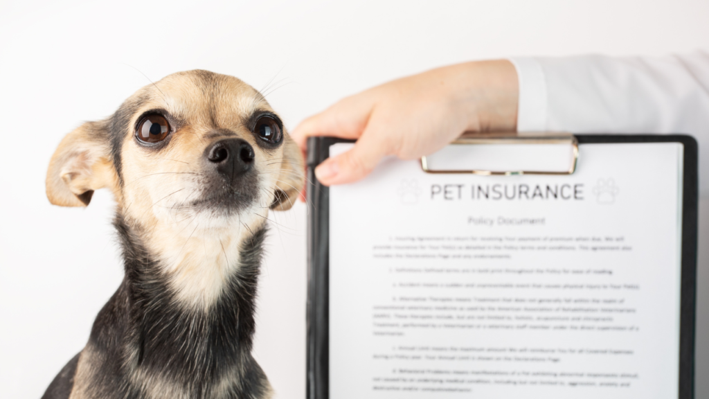 Therapy Dog Insurance