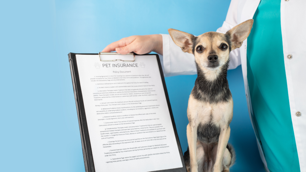 Therapy Dog Insurance Essential