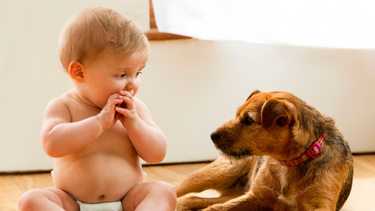 Best Ways to Introduce Your Child to a Dog for the First Time