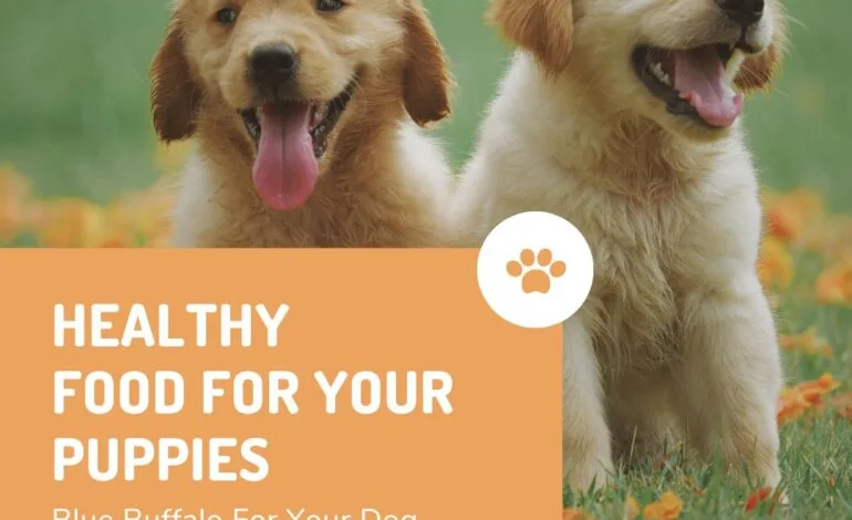 Blue Buffalo Dog Food: A Complete Guide for Pet Owners