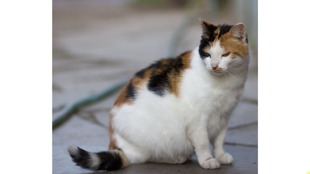 Cat Pregnant