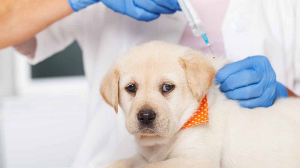 Dog vaccine