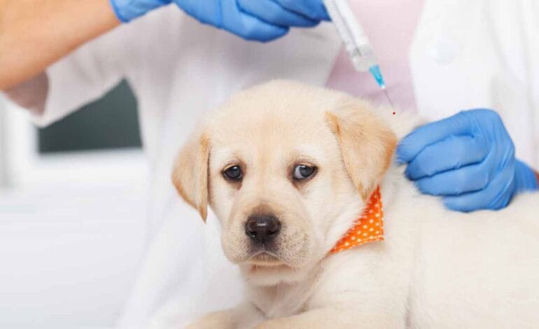 Why Wait After a Rabies Vaccine to Trim Your Dog’s Nails?