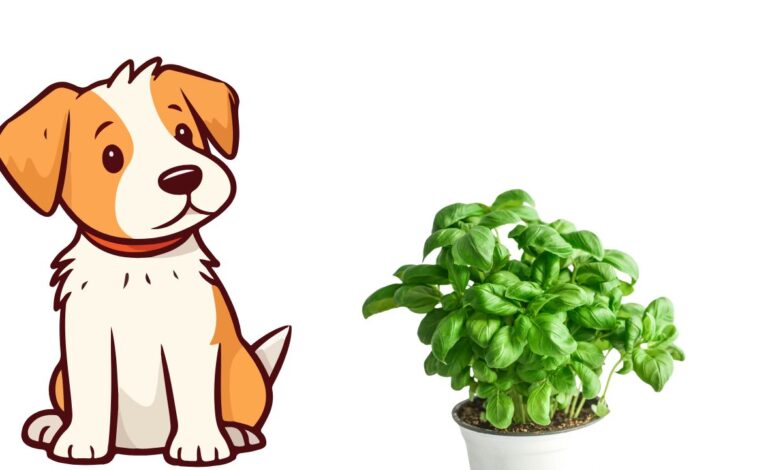 Is Basil Toxic to Cats