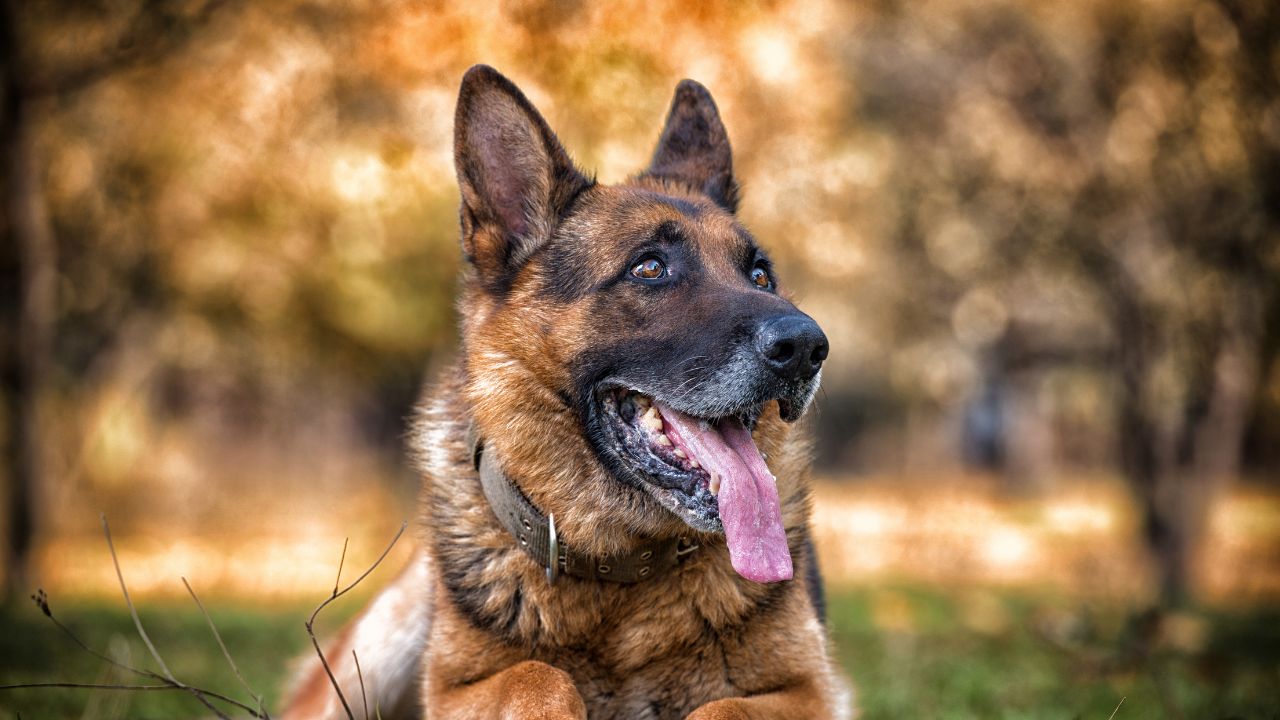 Why Is My German Shepherd Lab Mix Shedding So Much?