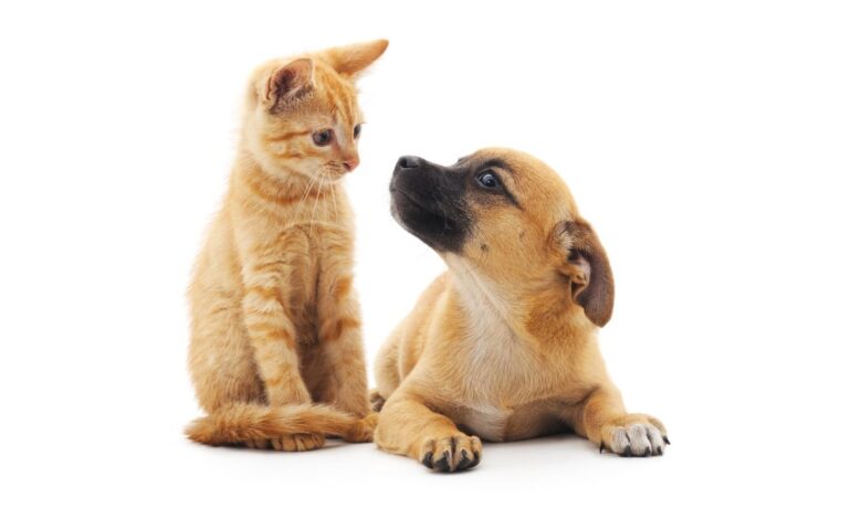 Why Dogs Are Better Than Cats: A Detailed Comparison