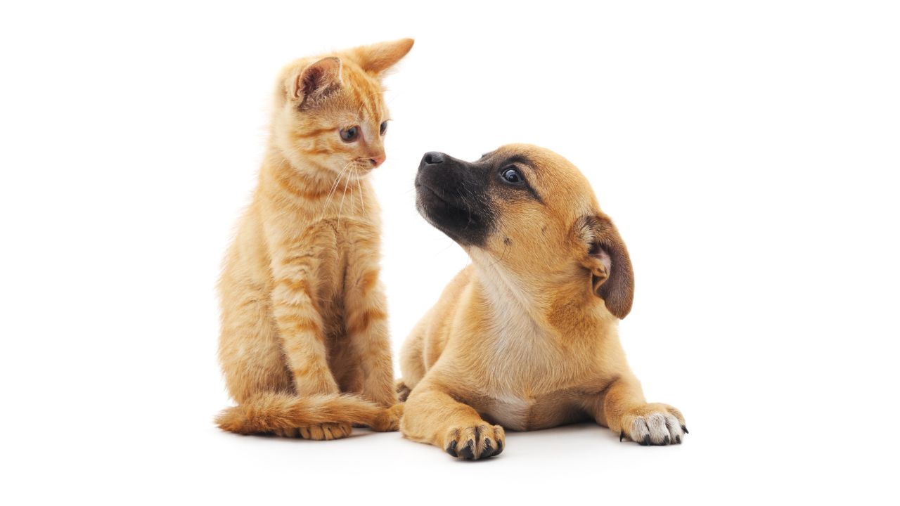 Why Dogs Are Better Than Cats: A Detailed Comparison