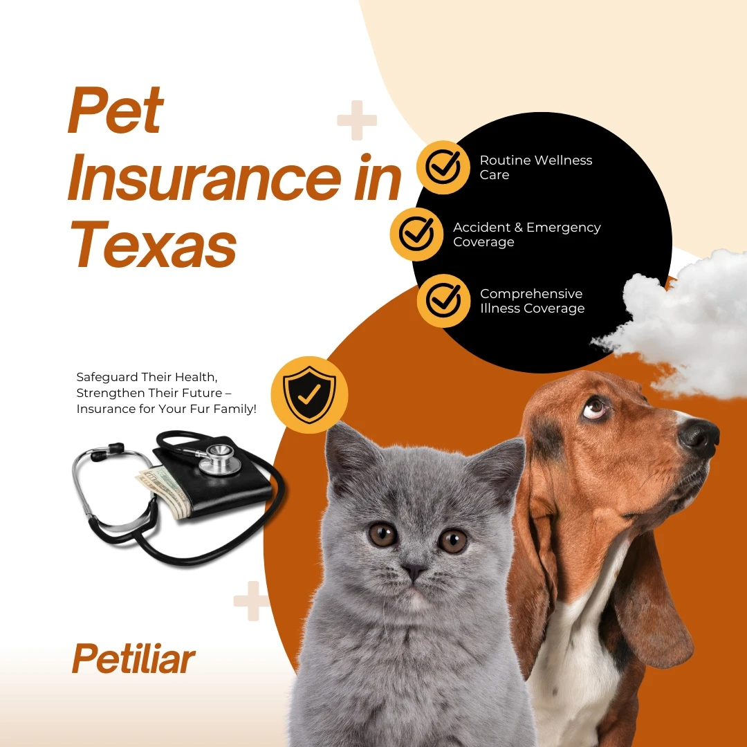Top 5 Pet Insurance in Texas
