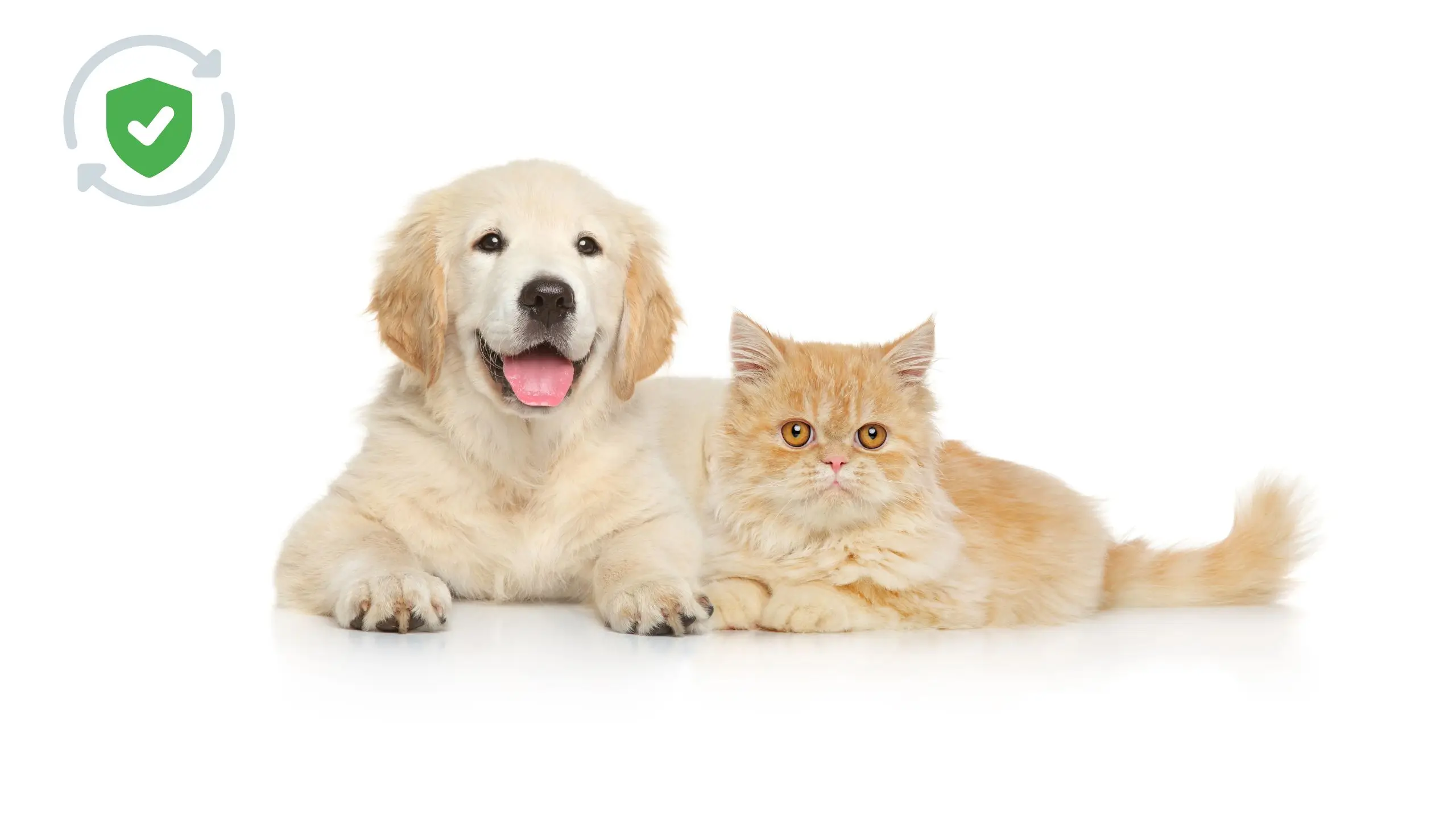 Affordable Pet Insurance in the USA 2025: Our Top 5 Picks