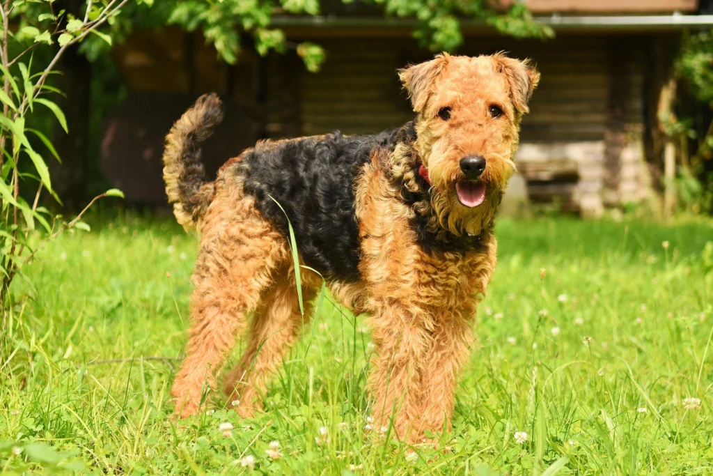 Best Dog Breeds for Families
best small dog breeds for families
best large dog breeds for families
best dog breeds for family
best big dog breeds for families
best giant dog breeds for families