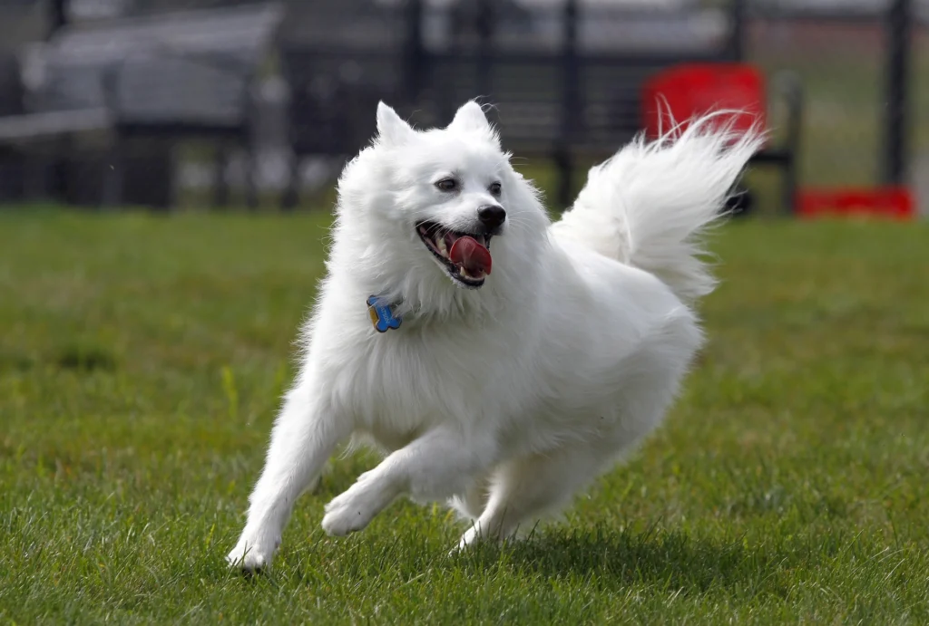 Best Dog Breeds for Families
best small dog breeds for families
best large dog breeds for families
best dog breeds for family
best big dog breeds for families
best giant dog breeds for families