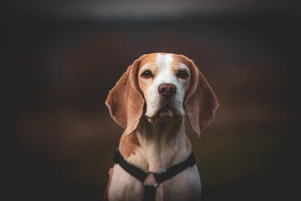 Best Dog Breeds for Families
best small dog breeds for families
best large dog breeds for families
best dog breeds for family
best big dog breeds for families
best giant dog breeds for families