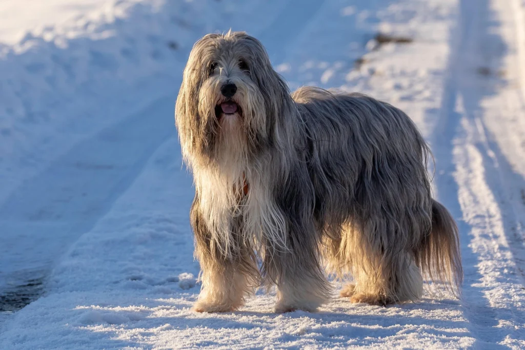 Best Dog Breeds for Families
best small dog breeds for families
best large dog breeds for families
best dog breeds for family
best big dog breeds for families
best giant dog breeds for families
