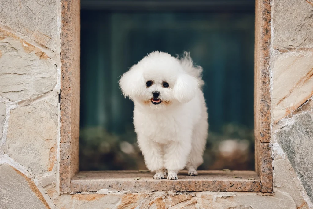 Best Dog Breeds for Families
best small dog breeds for families
best large dog breeds for families
best dog breeds for family
best big dog breeds for families
best giant dog breeds for families