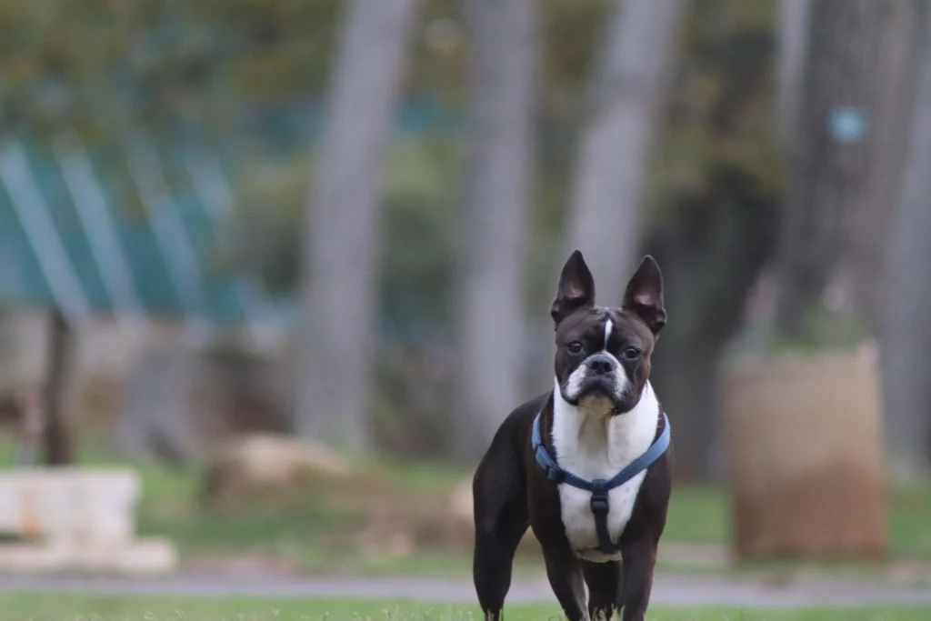 Best Dog Breeds for Families
best small dog breeds for families
best large dog breeds for families
best dog breeds for family
best big dog breeds for families
best giant dog breeds for families