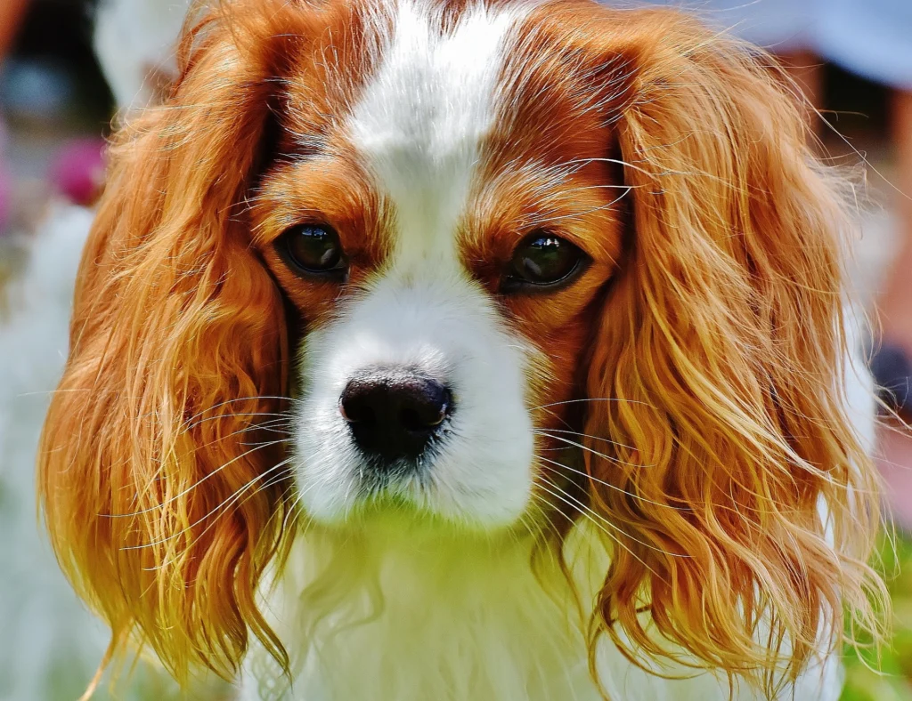 Best Dog Breeds for Families
best small dog breeds for families
best large dog breeds for families
best dog breeds for family
best big dog breeds for families
best giant dog breeds for families