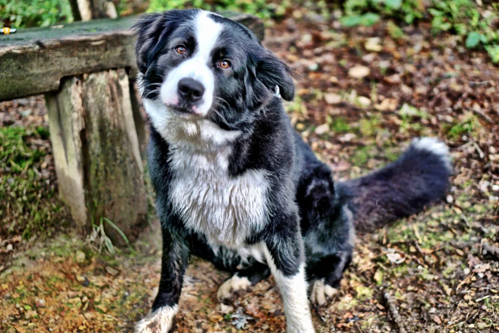 Best Dog Breeds for Families
best small dog breeds for families
best large dog breeds for families
best dog breeds for family
best big dog breeds for families
best giant dog breeds for families
