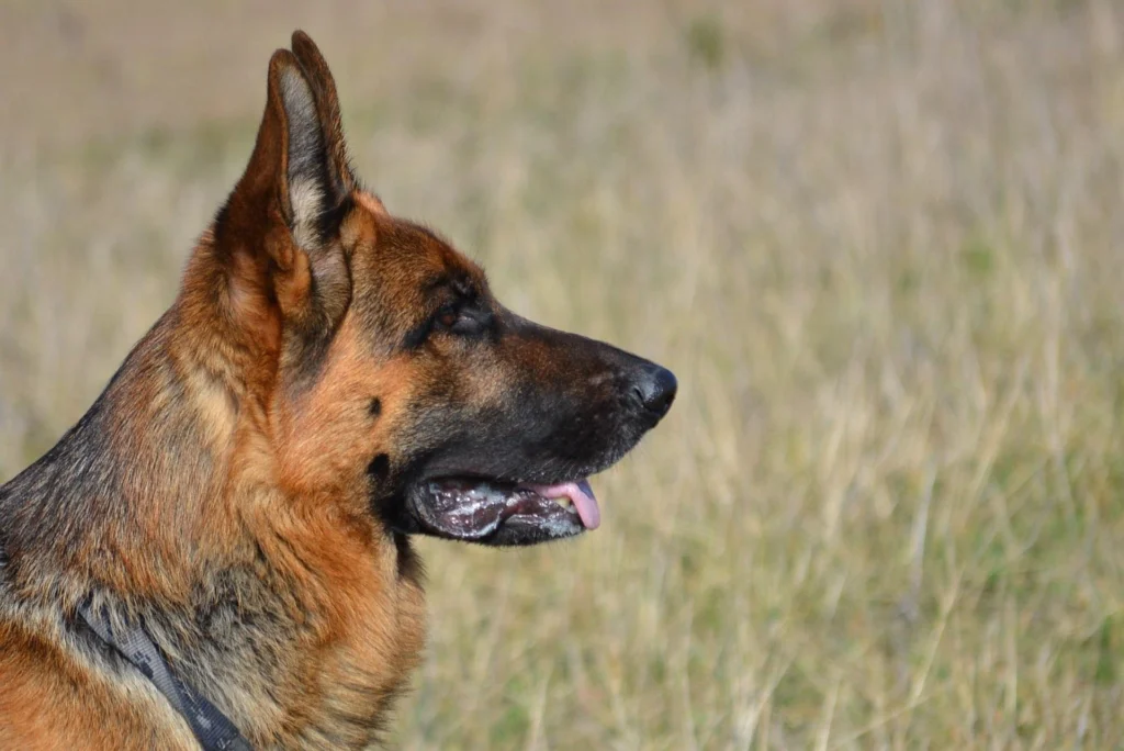 Best Dog Breeds for Families
best small dog breeds for families
best large dog breeds for families
best dog breeds for family
best big dog breeds for families
best giant dog breeds for families