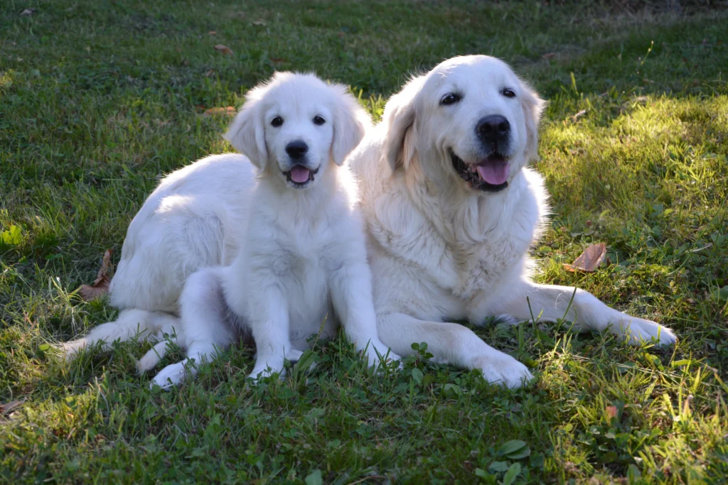 Best Dog Breeds for Families
best small dog breeds for families
best large dog breeds for families
best dog breeds for family
best big dog breeds for families
best giant dog breeds for families