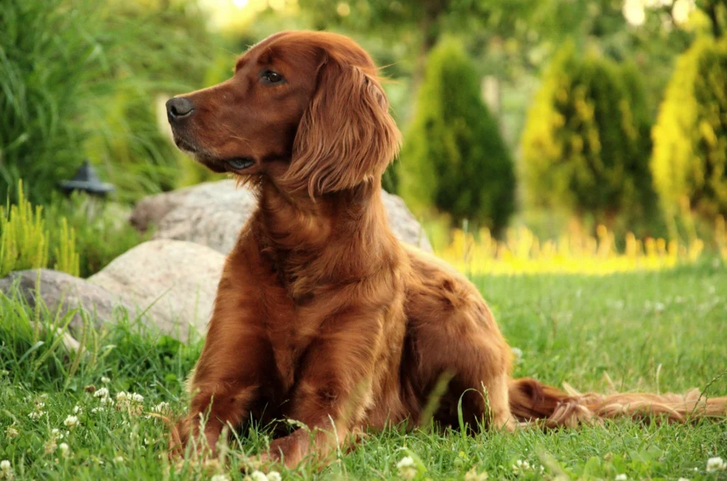 Best Dog Breeds for Families
best small dog breeds for families
best large dog breeds for families
best dog breeds for family
best big dog breeds for families
best giant dog breeds for families