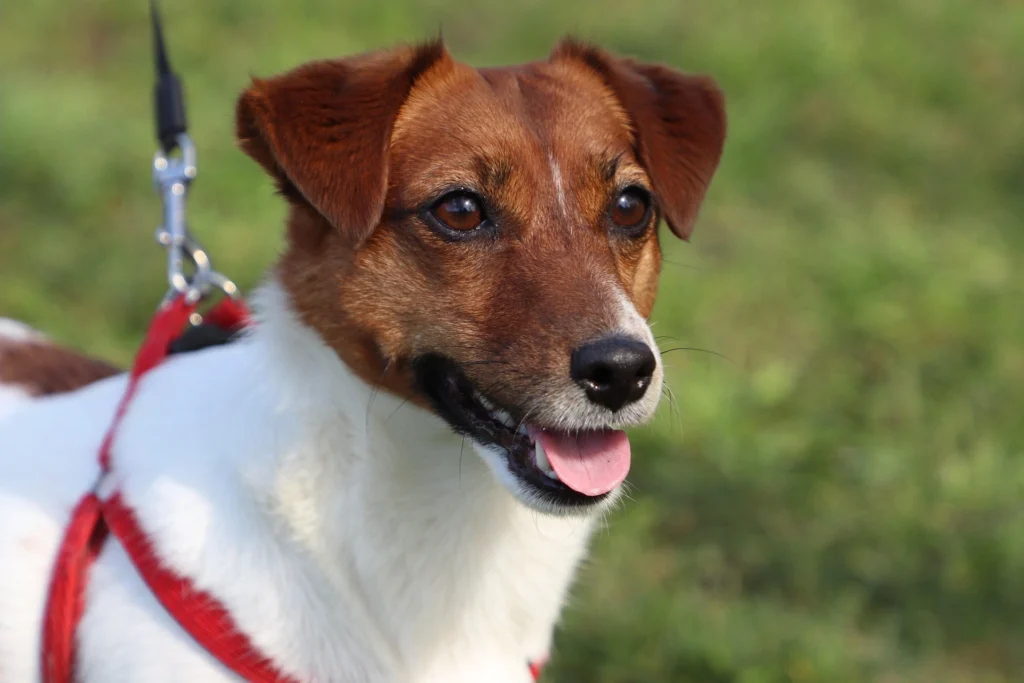 Best Dog Breeds for Families
best small dog breeds for families
best large dog breeds for families
best dog breeds for family
best big dog breeds for families
best giant dog breeds for families