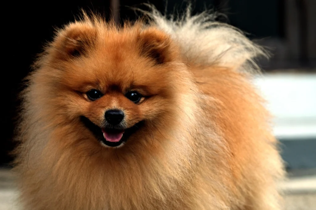 Best Dog Breeds for Families
best small dog breeds for families
best large dog breeds for families
best dog breeds for family
best big dog breeds for families
best giant dog breeds for families