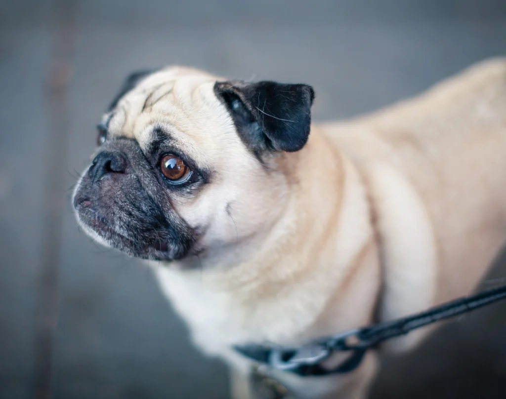 Best Dog Breeds for Families
best small dog breeds for families
best large dog breeds for families
best dog breeds for family
best big dog breeds for families
best giant dog breeds for families