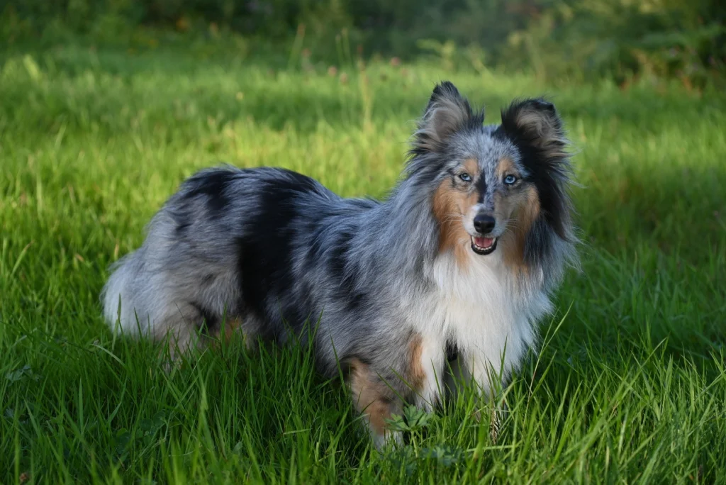 Best Dog Breeds for Families
best small dog breeds for families
best large dog breeds for families
best dog breeds for family
best big dog breeds for families
best giant dog breeds for families