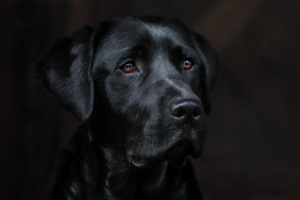 Best Dog Breeds for Families
best small dog breeds for families
best large dog breeds for families
best dog breeds for family
best big dog breeds for families
best giant dog breeds for families
